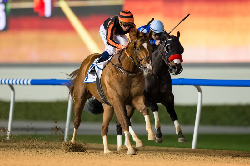 GLADIATOR KING Foto Meydan Racecourse Media