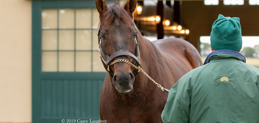 Candy Ride is the sire of horses like Gun Runner and Game Winner, among others. He stands at Lanes End in Kentucky.