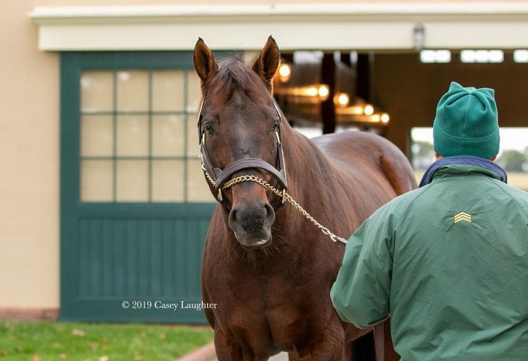 Candy Ride is the sire of horses like Gun Runner and Game Winner, among others. He stands at Lanes End in Kentucky.