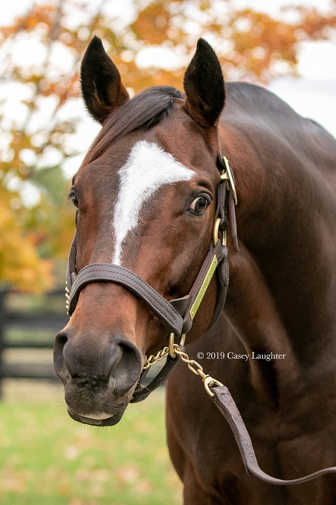 Tonalist won the 2014 Belmont Stakes and is now he stands at Lanes End in Kentucky.