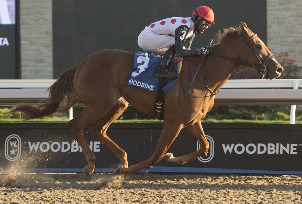 Toronto Ont.October 17, 2020 Woodbine Racetrack.Glorious Song Stakes. Jockey Patrick Husbands guides Souper Sensational to victory in the $100,000 dollar Glorious Song stakes.Souper Sensational is owned by Live Oak Plantation and trained by Mark Casse. Michael Burns Photo