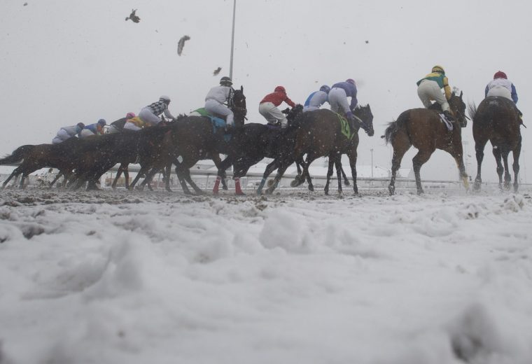 Woodbine - Michael Burns Photo