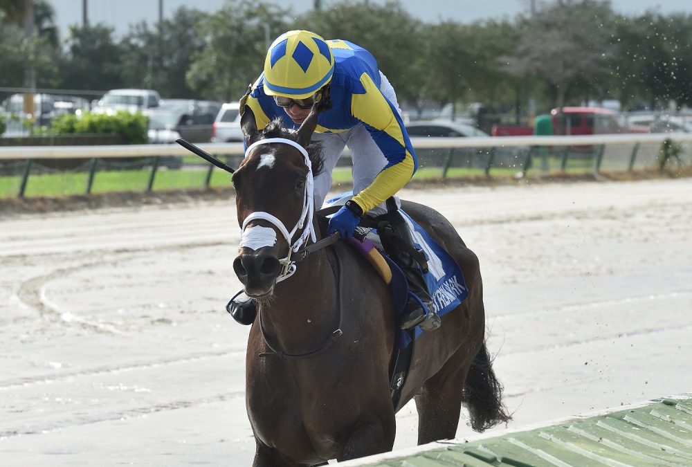 Shea D Summer the Juvenile Fillies Sprint credit Ryan Thompson