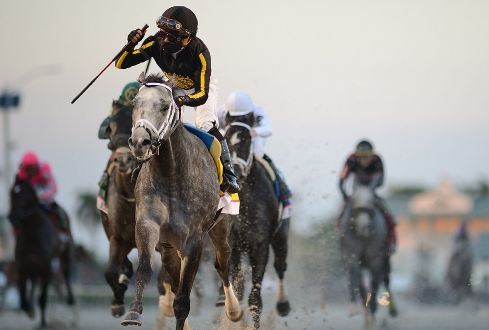 Knicks Go the Pegasus - Coglianese Photo