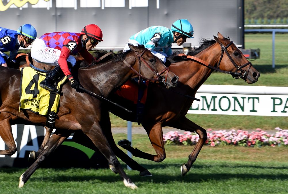 Fluffy Socks the Sands Point credit Susie Raisher - Coglianese Photo