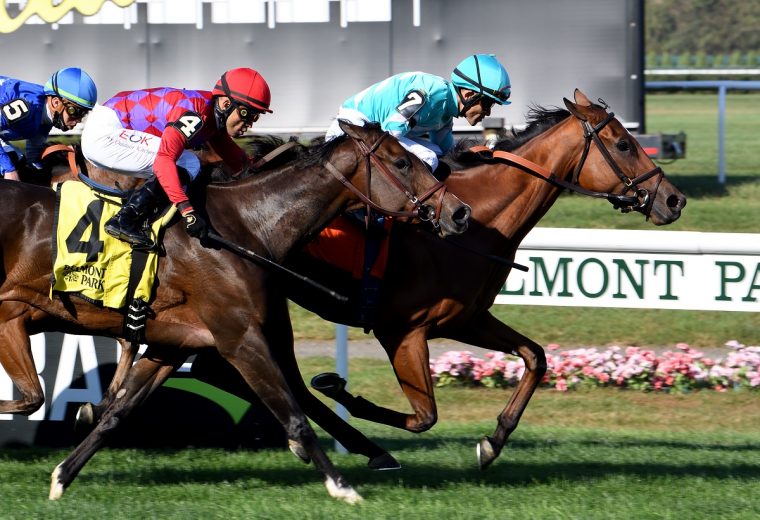 Fluffy Socks the Sands Point credit Susie Raisher - Coglianese Photo