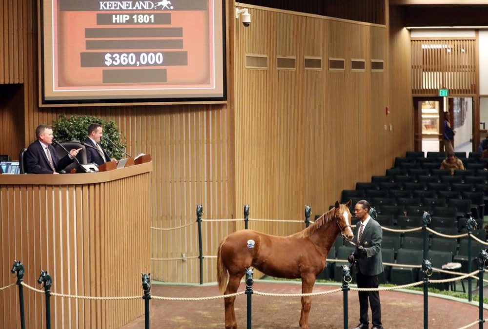 Hip 1801, Audible weanling filly, $360,000