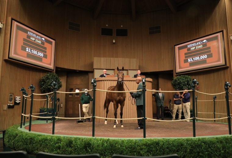 Hip 224D, Paris Lights, $3.1 Million - Keeneland Sales