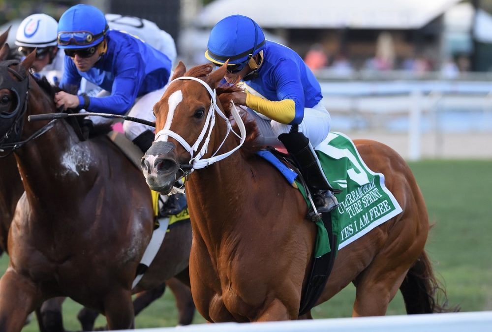 Yes I Am Free - GP Turf Sprint - Coglianese Photo