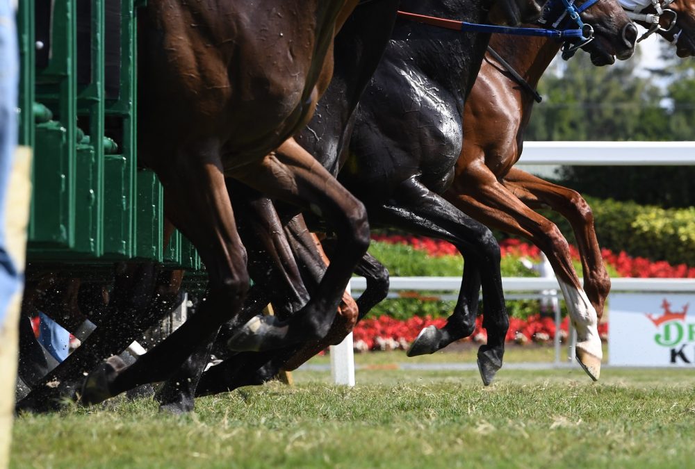 Gulfstream Park Turf - Coglianese Photo