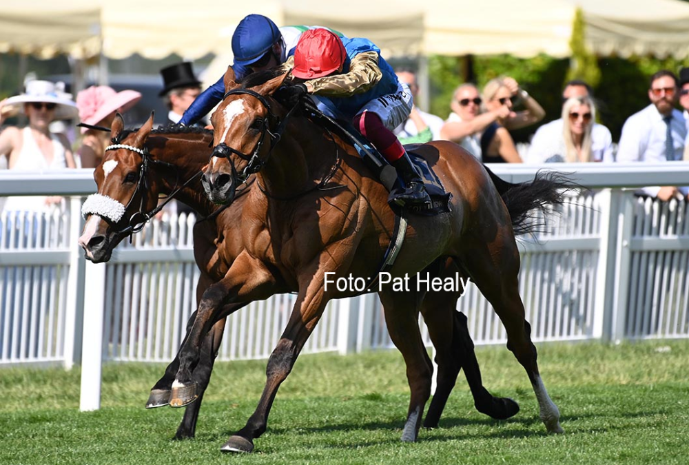 Courage Mon Ami - Gold Cup - Royal Ascot- Foto Pat Healy
