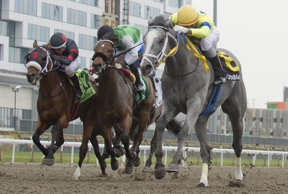 Kaukokaipuu - Woodbine - Queenston Stakes - Foto Michael Burns