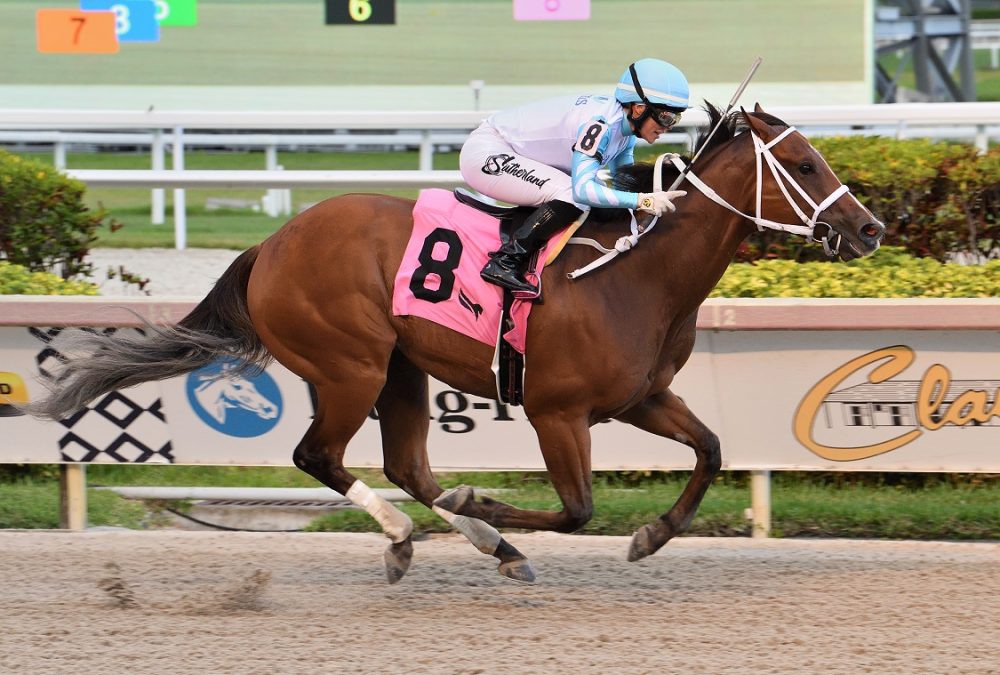 Willy Boi - Big Drama S. - Lauren King/Coglianese Photo