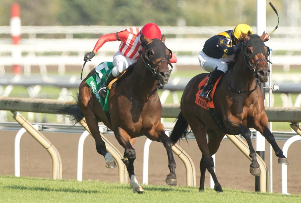 War Bomber (Ire) - King Edward G2T -Michael Burns Photo - Woodbine