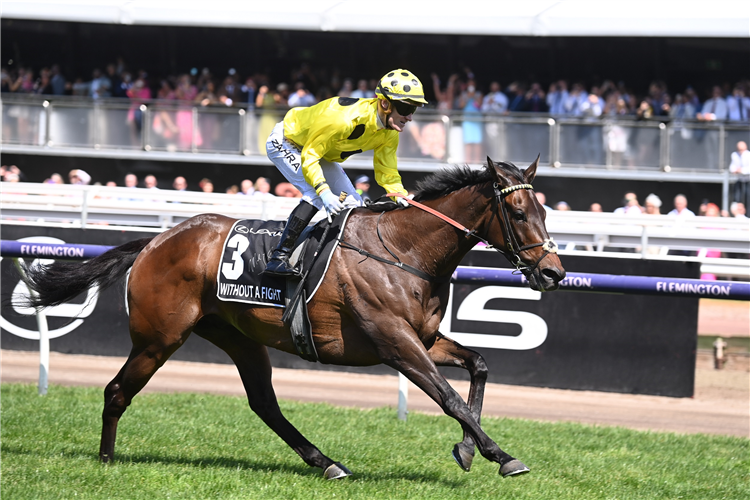 Without A Fight - Melbourne Cup G1 - Credit Sky Racing World