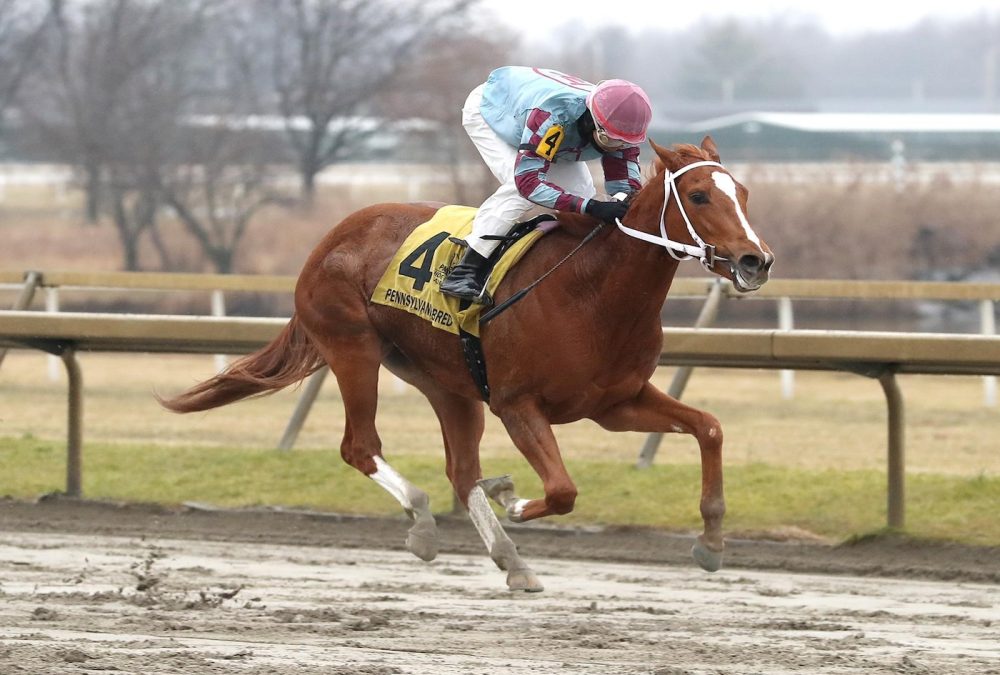 Aoife's Magic - Miss Behaviour - Parx Racing - Credit: Equi-Photo