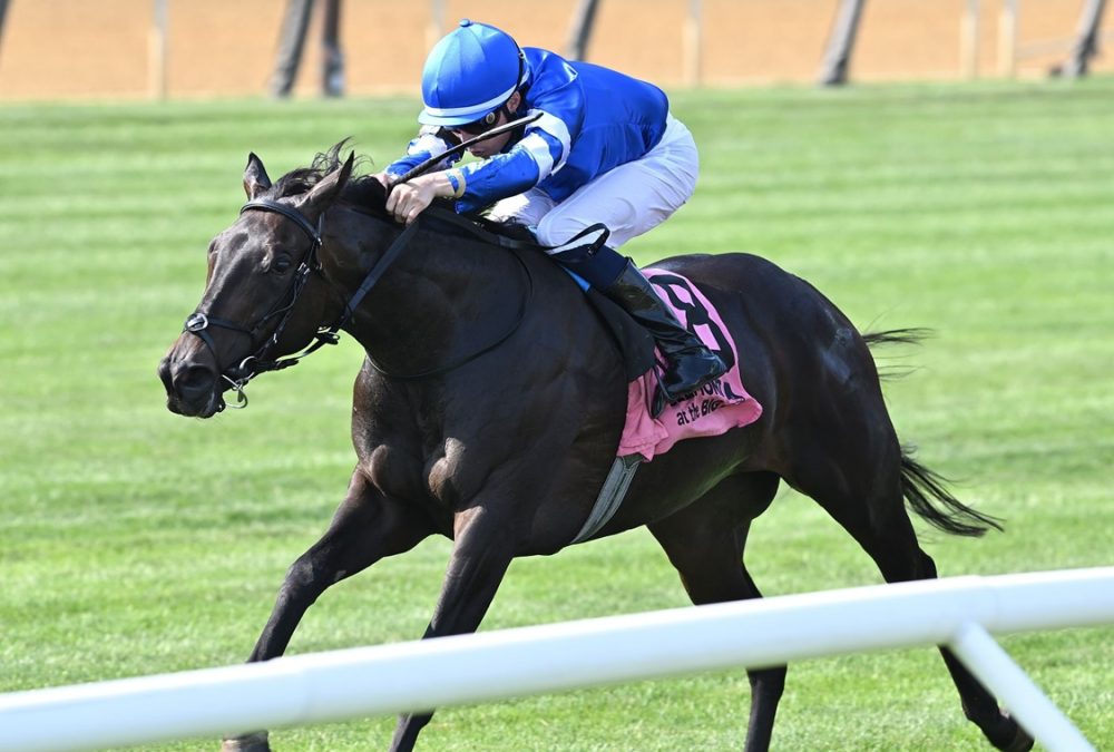 Cinderella’s Dream (GB) - Belmont Oaks Invitational G1 - Foto: Joe Labozzetta/Coglianese Photo