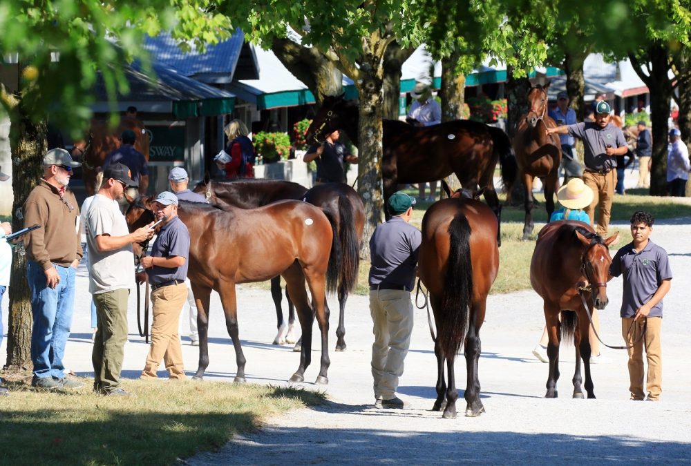 Scenics, 2023 Keeneland September Yearling Sale - Foto Keeneland Sales