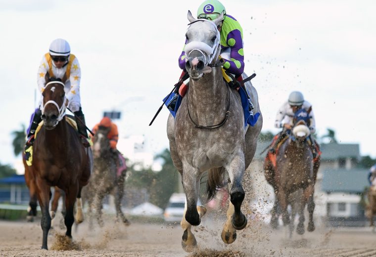 Grayscale debutó con una Cifra Beyer de 86 en Gulfstream Park - Foto Coglianese Photo