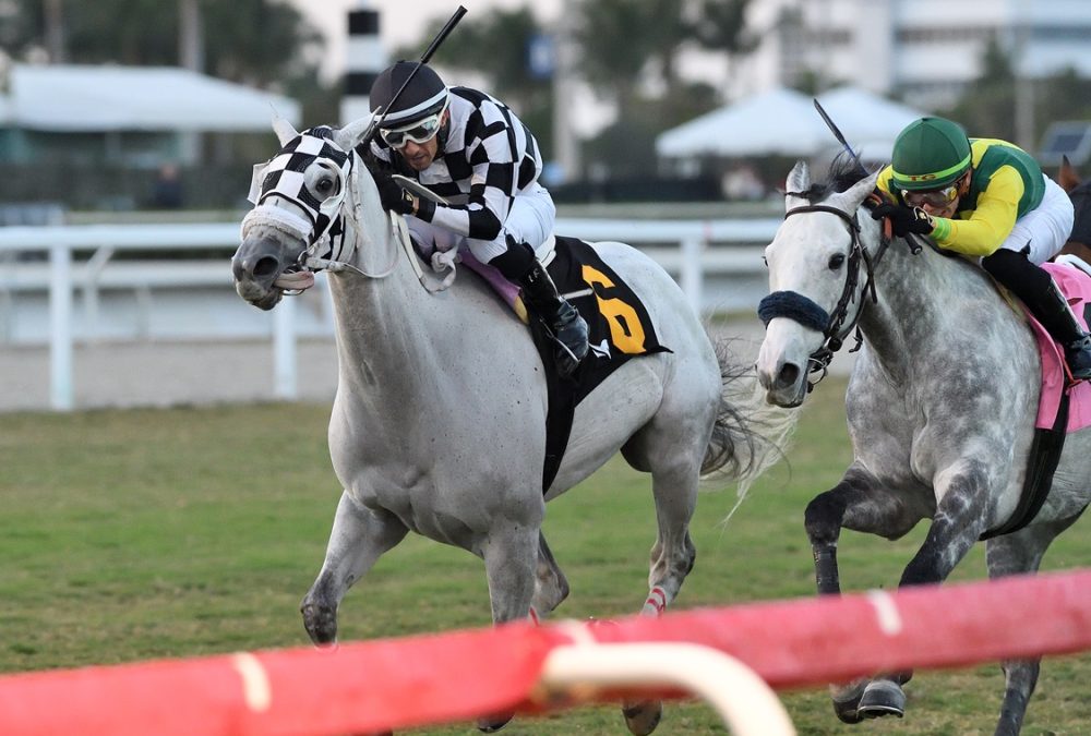 Lord Eddard Stark - H. Allen Jerkens Handicap - Ryan Thompson/Coglianese Photo