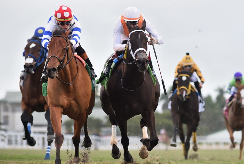 See You Around - Tropical Park Oaks - Ryan Thompson/Coglianese Photo