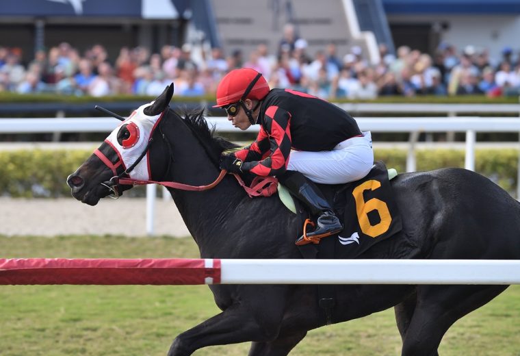 Ashima - Sunshine Filly and Mare Turf Stakes - Ryan Thompson/Coglianese Photo