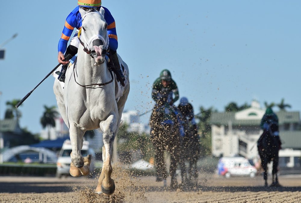 White Abarrio - Ryan Thompson/Coglianese Photo