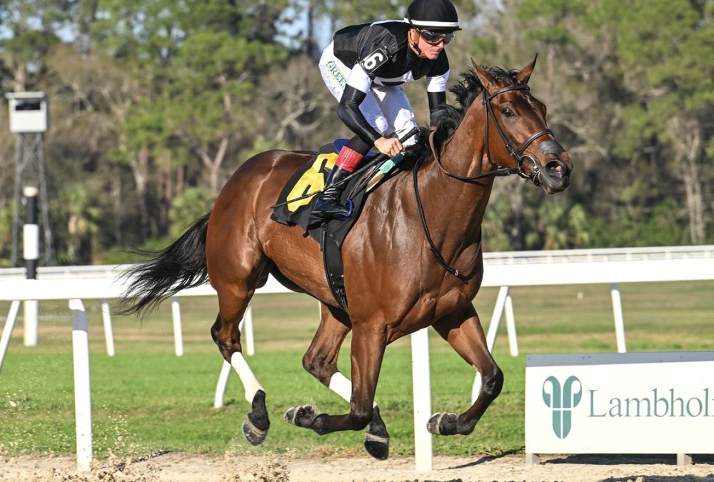 La Cara - Suncoast Stakes - SV Photography