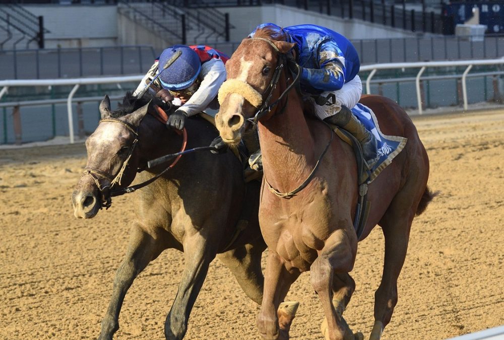 Poster - Remsen Stakes G2 - Coglianese Photo