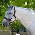 Liam's Map - Barbara D. Livingston - Daily Racing Form