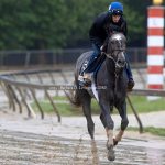 Gosger - Barbara D. Livingston - Daily Racing Form