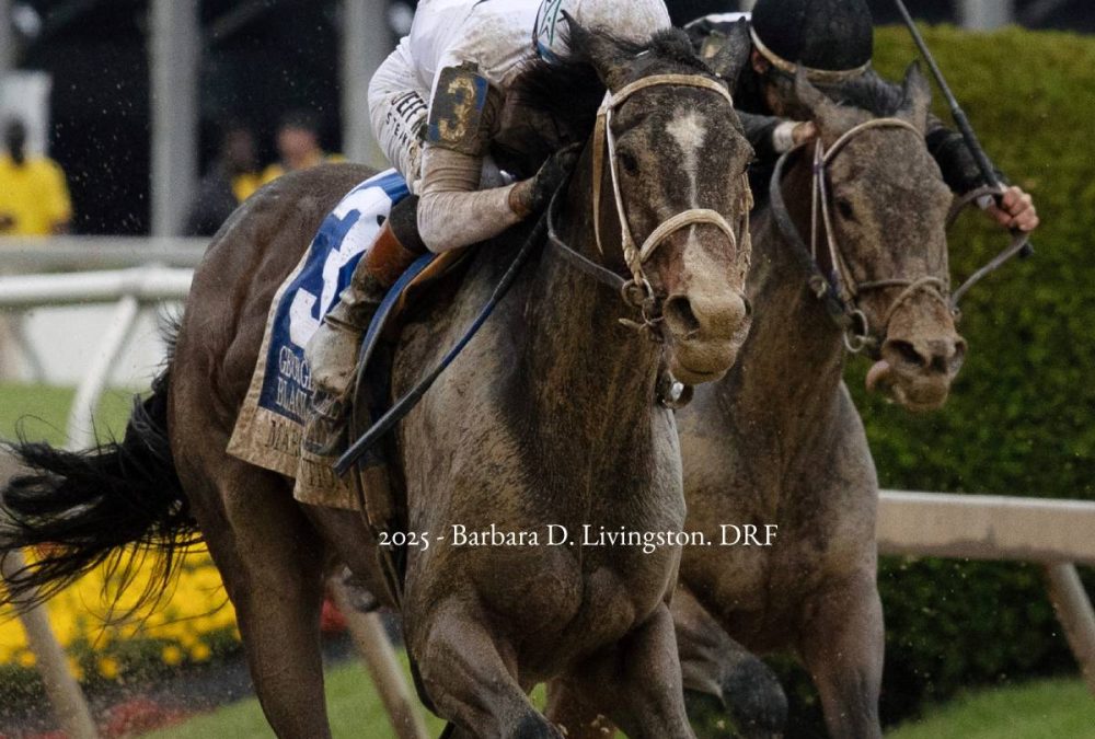 Margie´s Intention - Black-Eyed Susan G3 - Barbara D. Livingston - Daily Racing Form