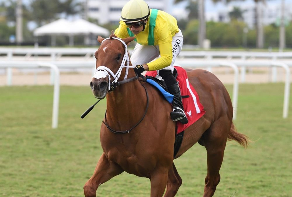 Sandal's Song - Royal Palm Juvenile Stakes - Ryan Thompson/Coglianese Photo