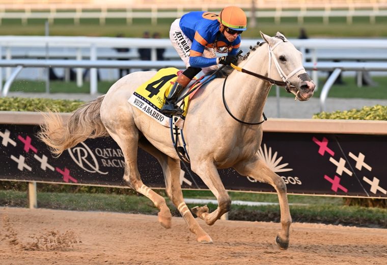 White Abarrio - Coglianese Photo