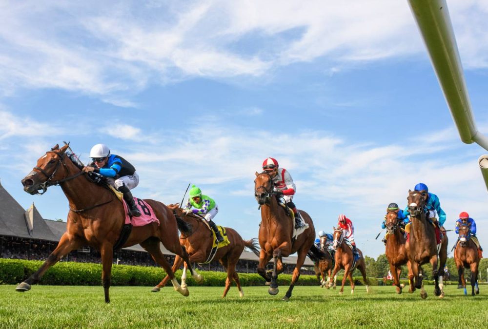 Pounce - Saratoga - Coglianese Photo