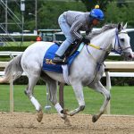White Abarrio - Saratoga - Coglianese Photo