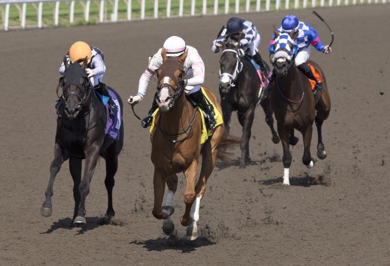 Sedbury's Ghost - Plate Trial Stakes - Woodbine/ Michael Burns Photo