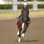 166th King's Plate contende DeWolf at Woodbine Racetrack / Michael Burns Photo