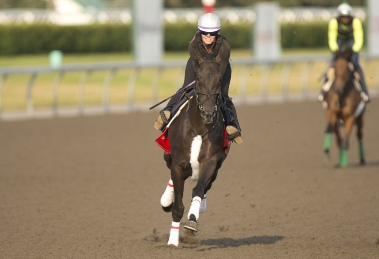 166th King's Plate contende DeWolf at Woodbine Racetrack / Michael Burns Photo