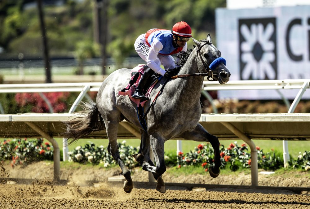 Brant - Beyer 101 - Benoit Photo / Del Mar