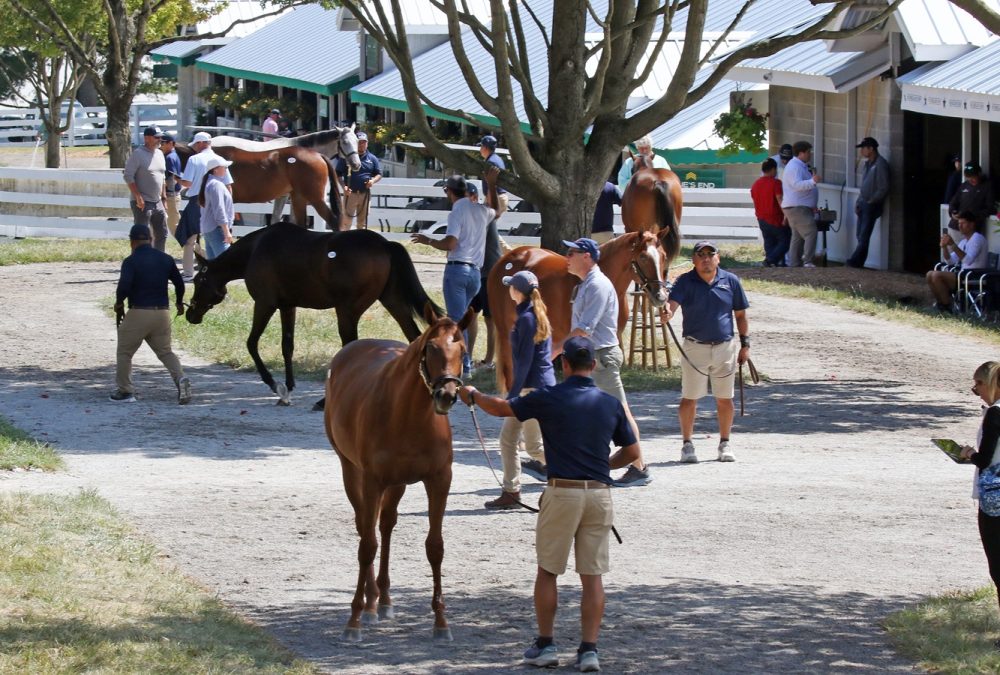 Scenics, 2025 Keeneland September Yearling Sale - For editorial usage only