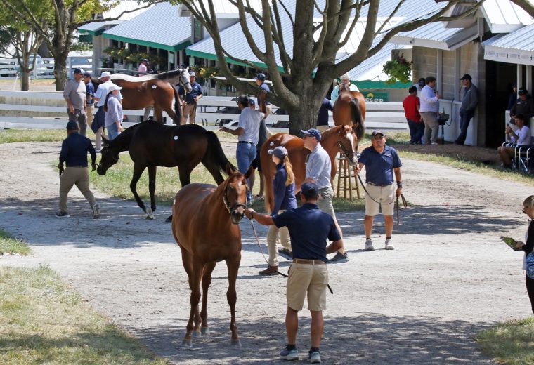 Scenics, 2025 Keeneland September Yearling Sale - For editorial usage only