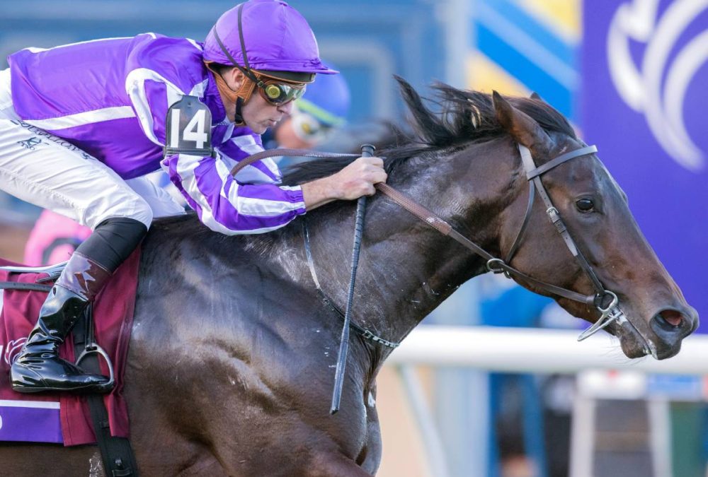 Gstaad - BC Juvenile Turf - Barbara D. Livingston - Daily Racing Form