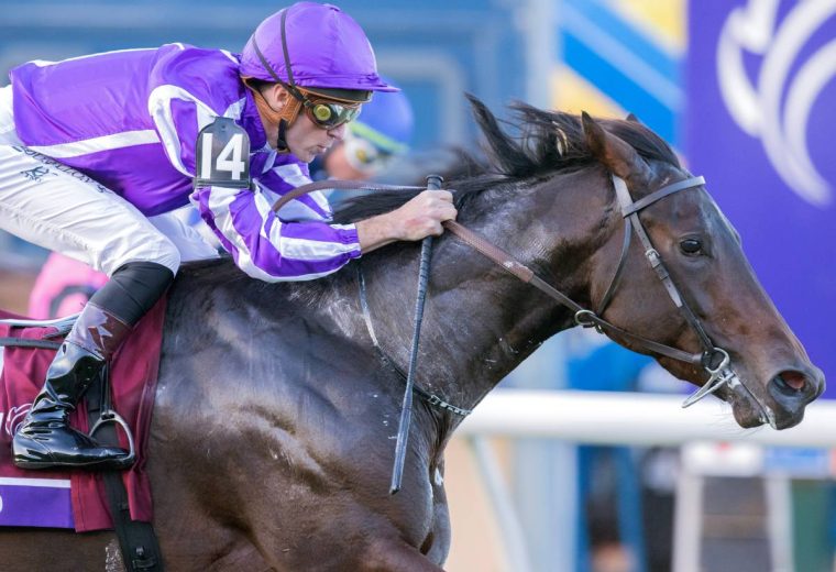 Gstaad - BC Juvenile Turf - Barbara D. Livingston - Daily Racing Form