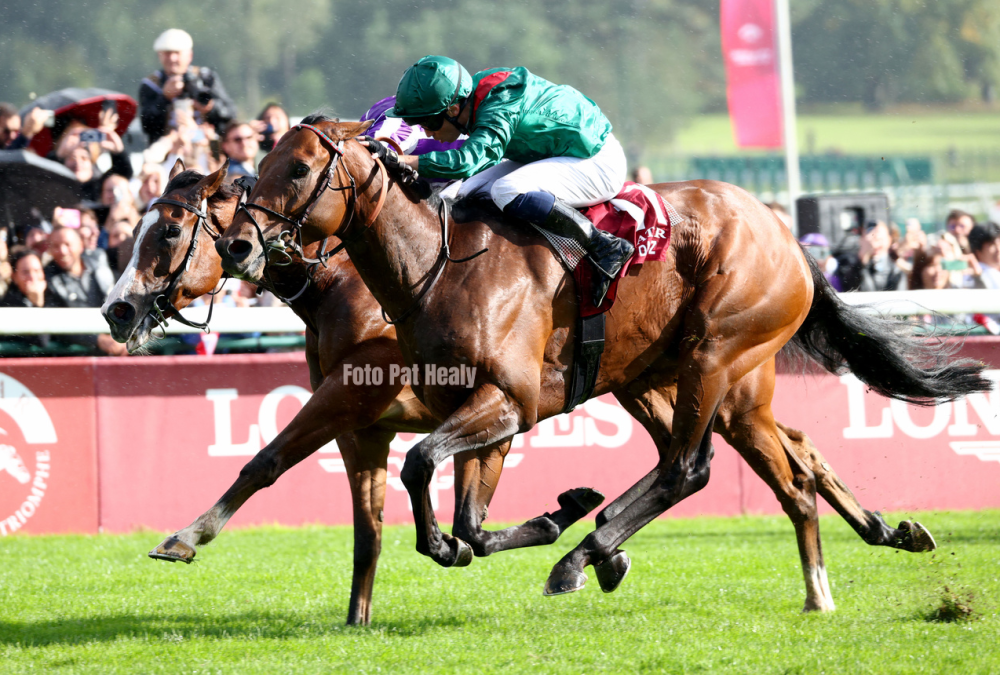 Daryz - Prix de l'Arc de Triomphe - Pat Healy
