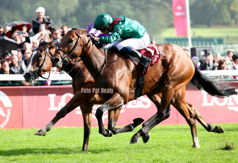Daryz - Prix de l'Arc de Triomphe - Pat Healy