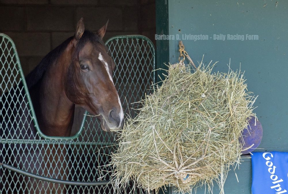 Sovereignty - Barbara D. Livingston - Daily Racing Form