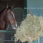 Sovereignty - Barbara D. Livingston - Daily Racing Form