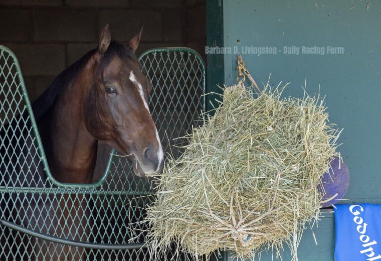 Sovereignty - Barbara D. Livingston - Daily Racing Form