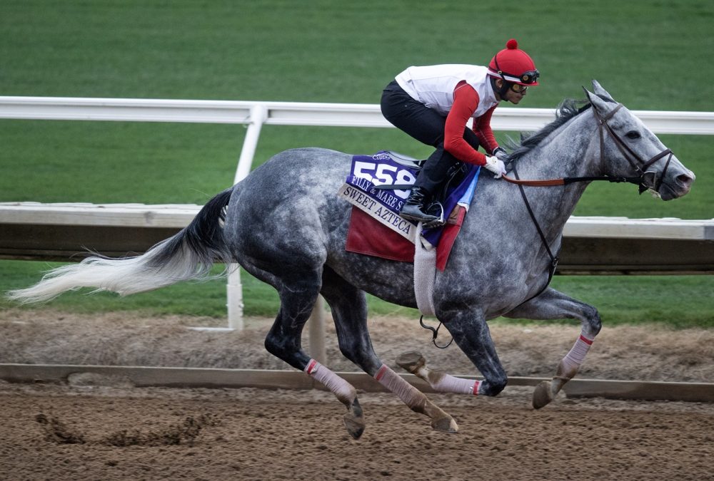 Sweet Azteca - Barbara D. Livingston - Daily Racing Form